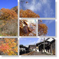 2008年11月22日 郡上八幡の紅葉